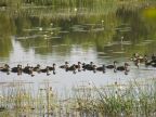Whistling Ducks.JPG (73 KB)